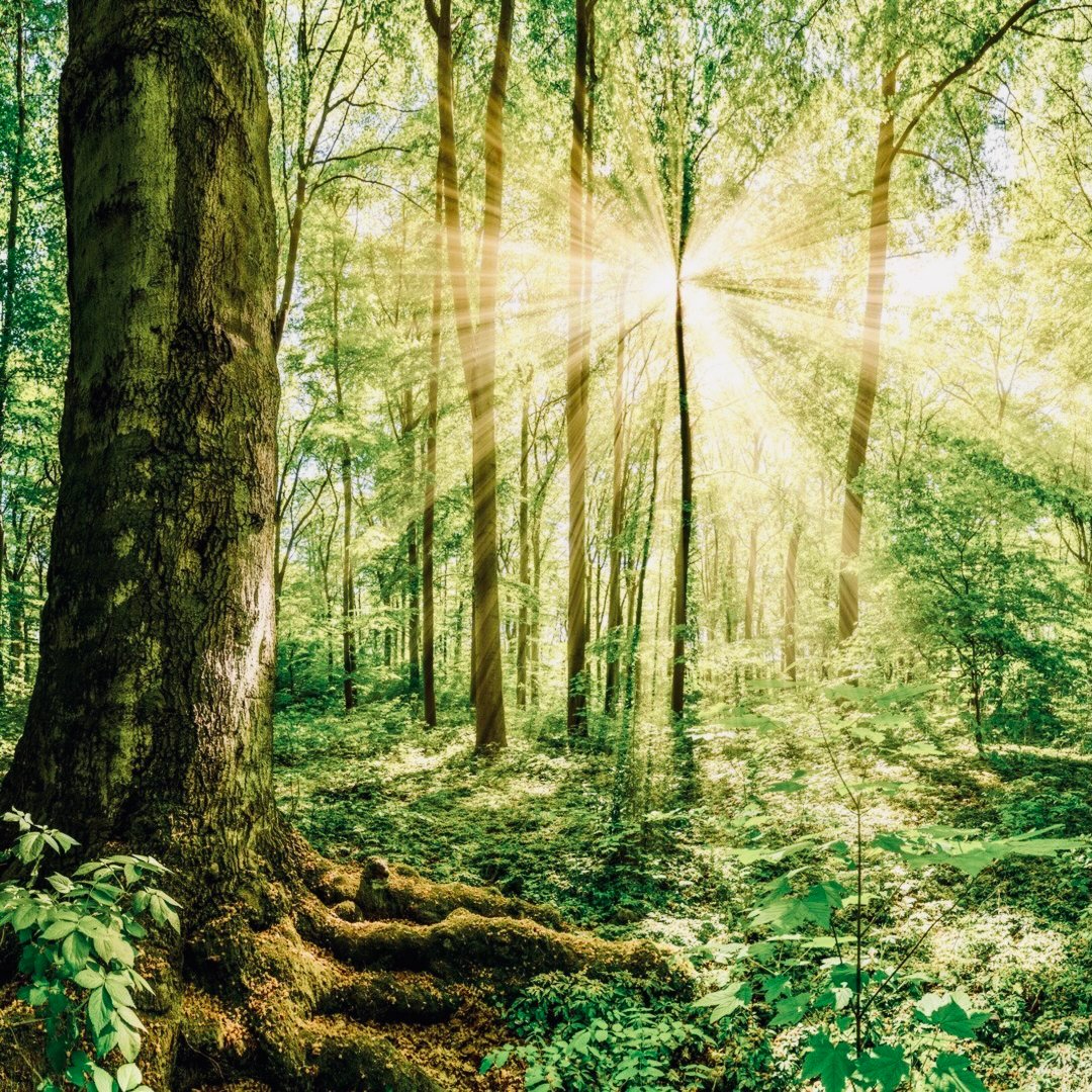 Restoring Connection to the Earth