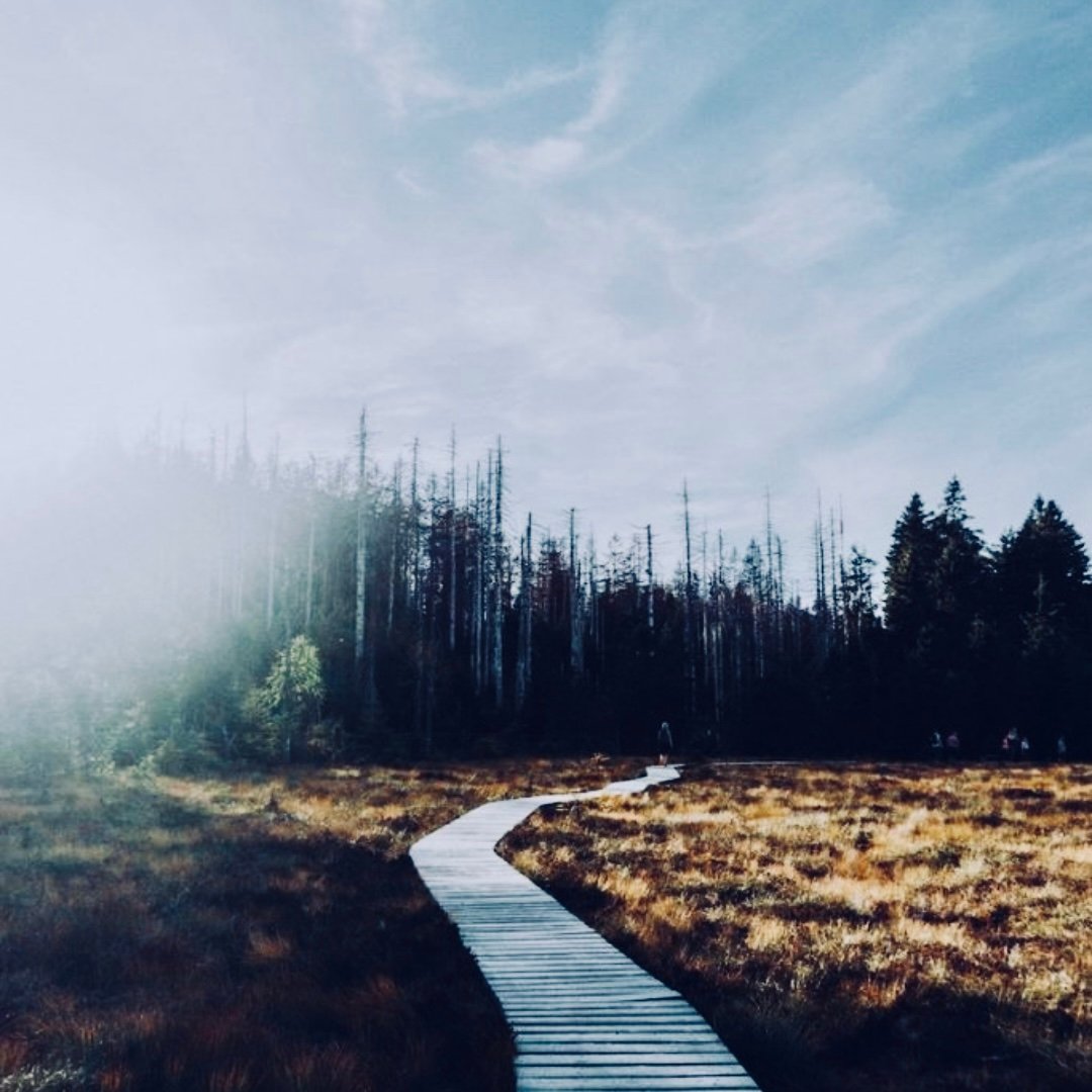 Cultivate Calm