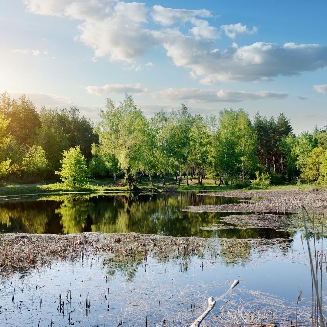 lake with trees