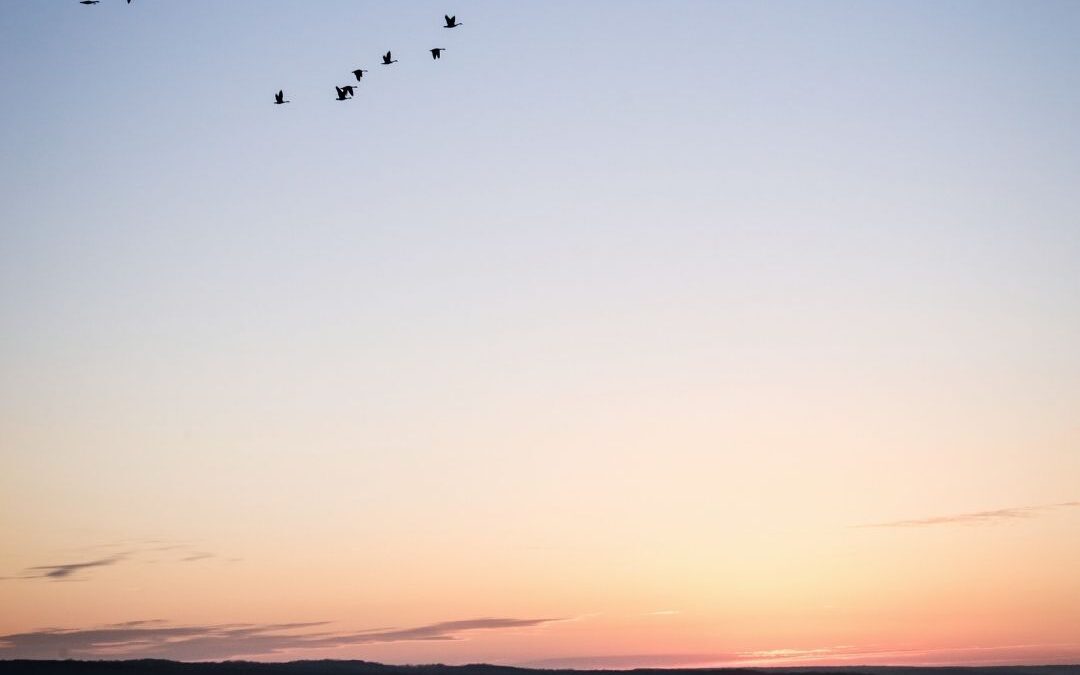 birds flying at sunset