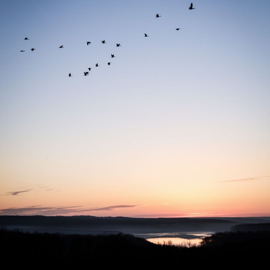 birds flying at sunset