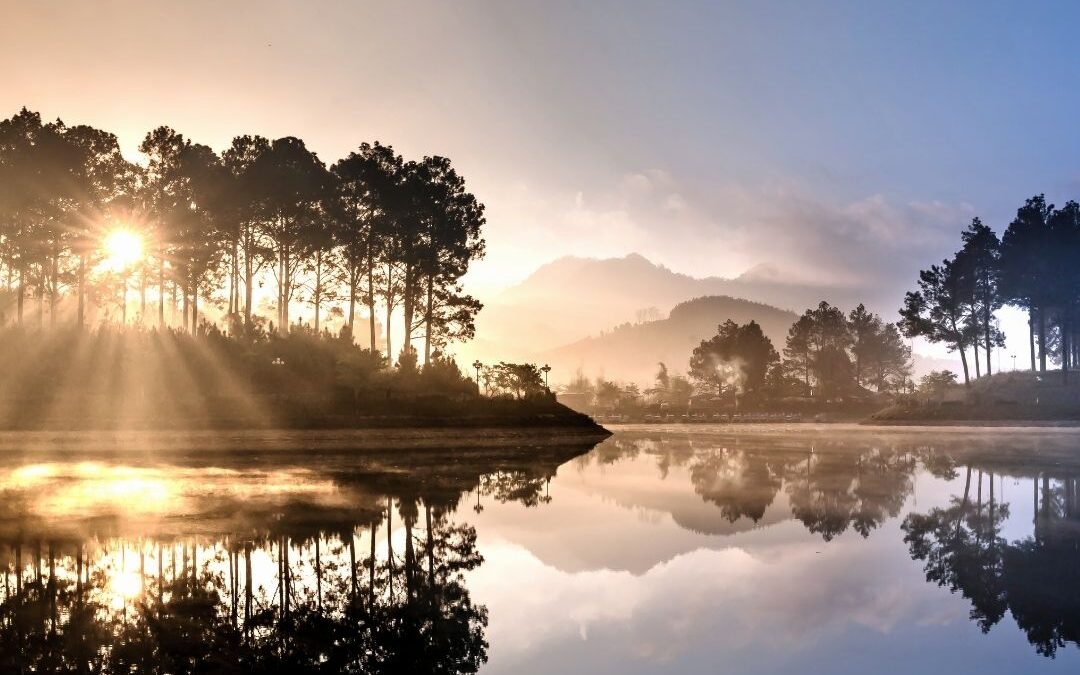 sun through trees reflecting on water