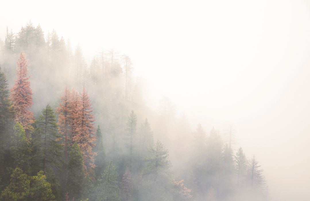 trees in mist