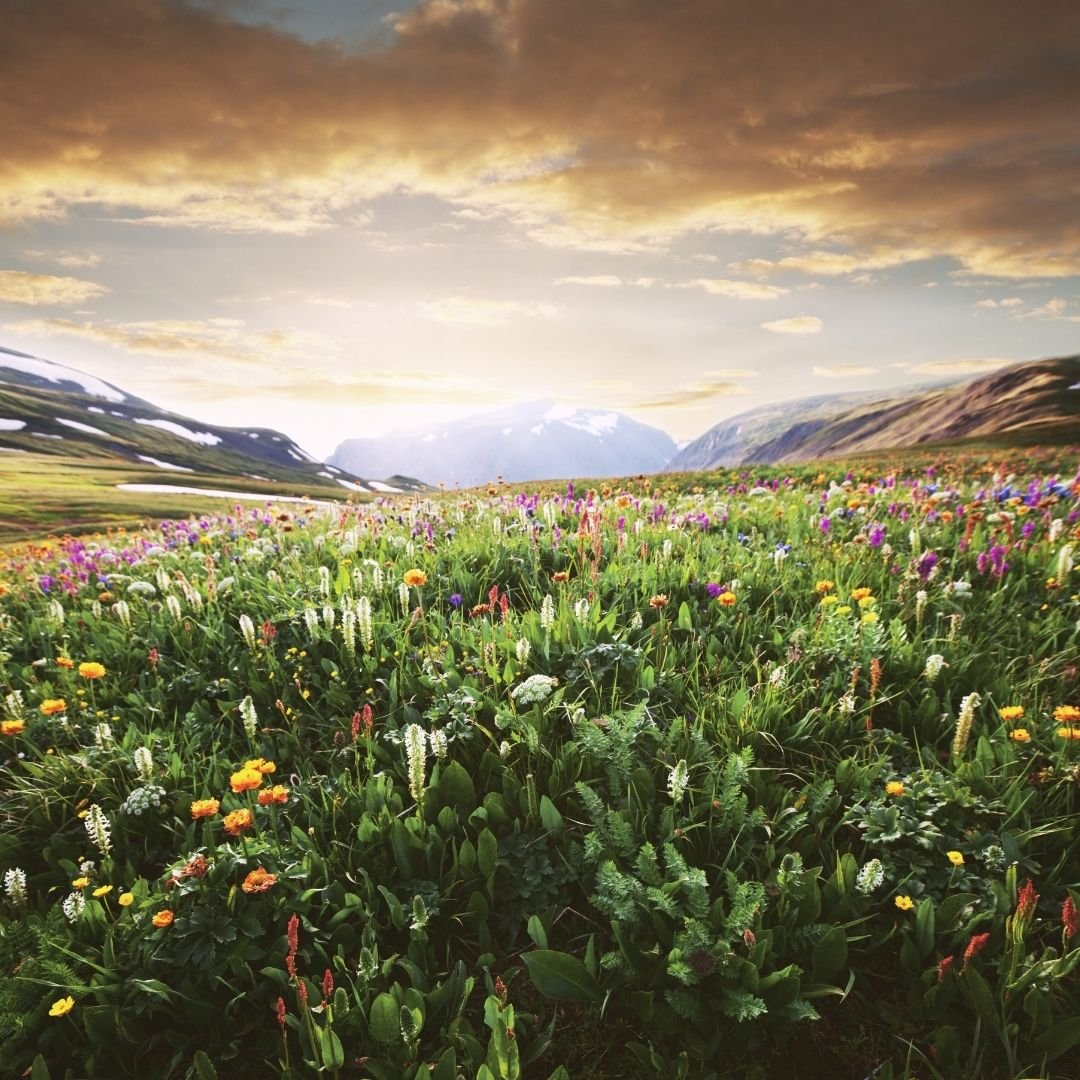 field of flowers and mountains