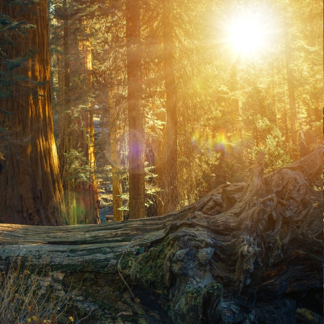 Sun through trees