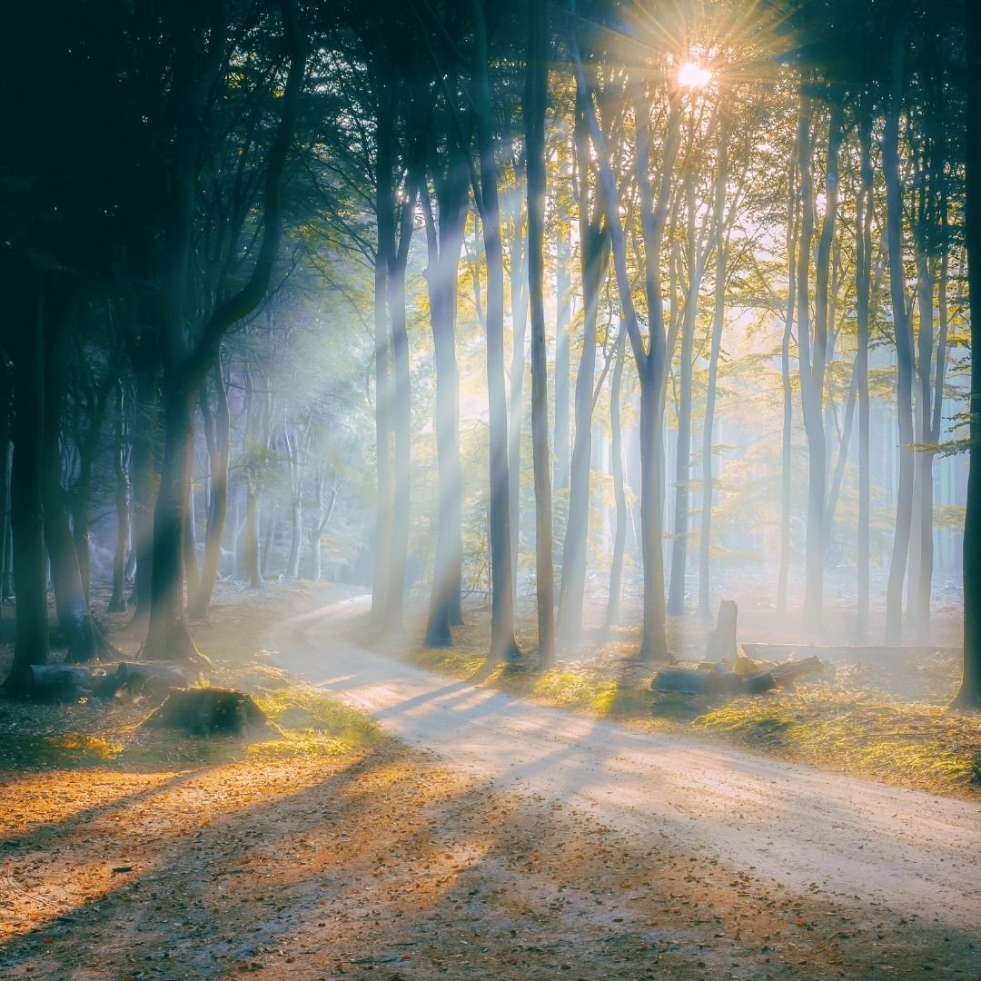 path through trees with sunlight