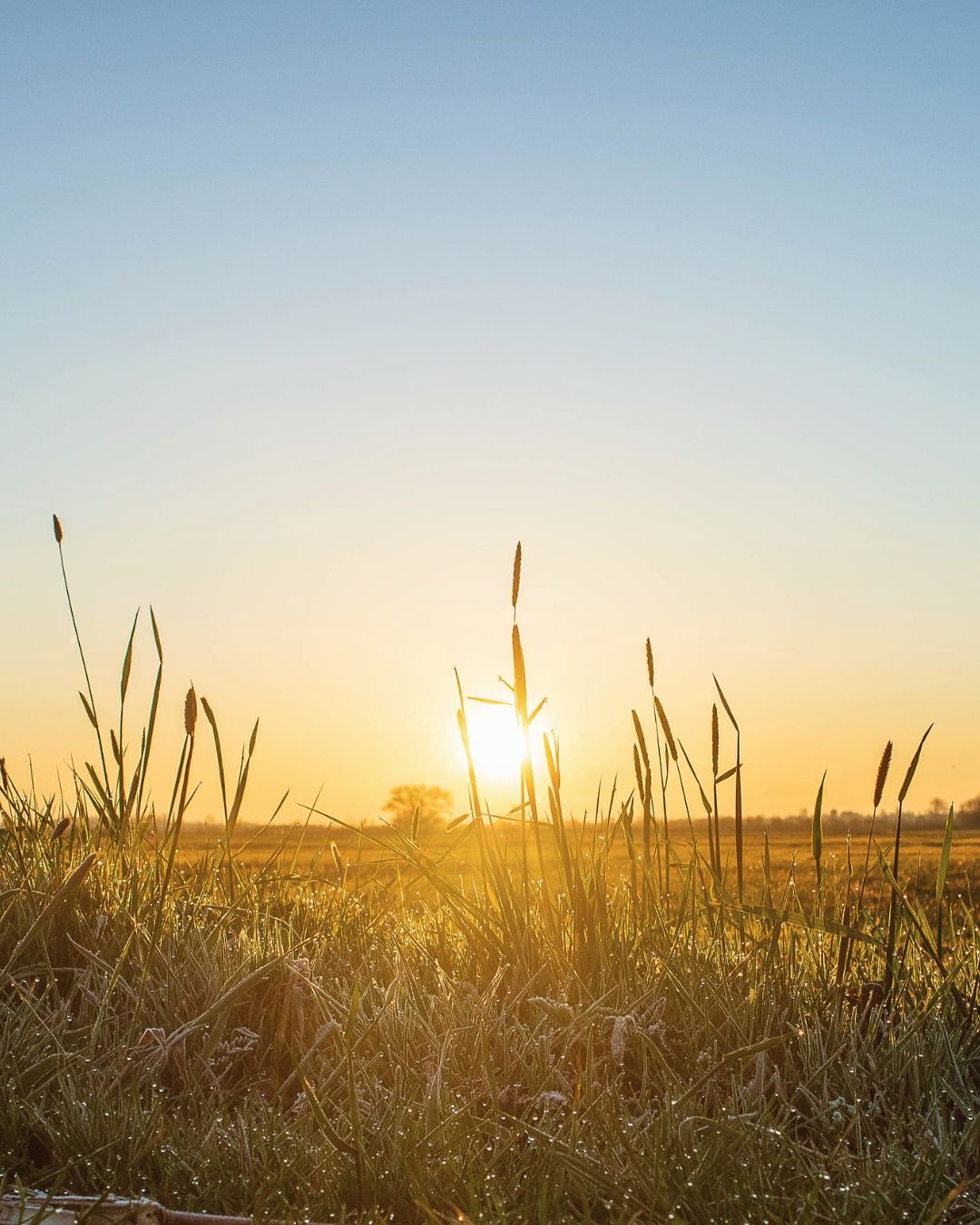 Sun through grass