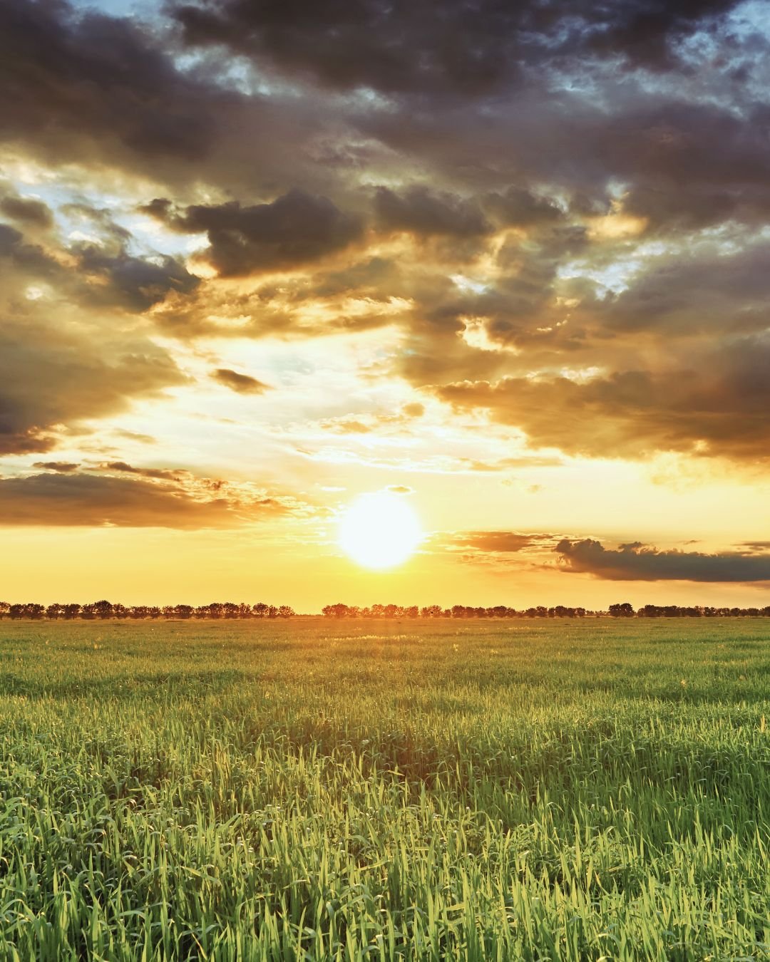 sun over a field