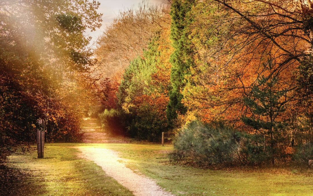 path with sunbeam