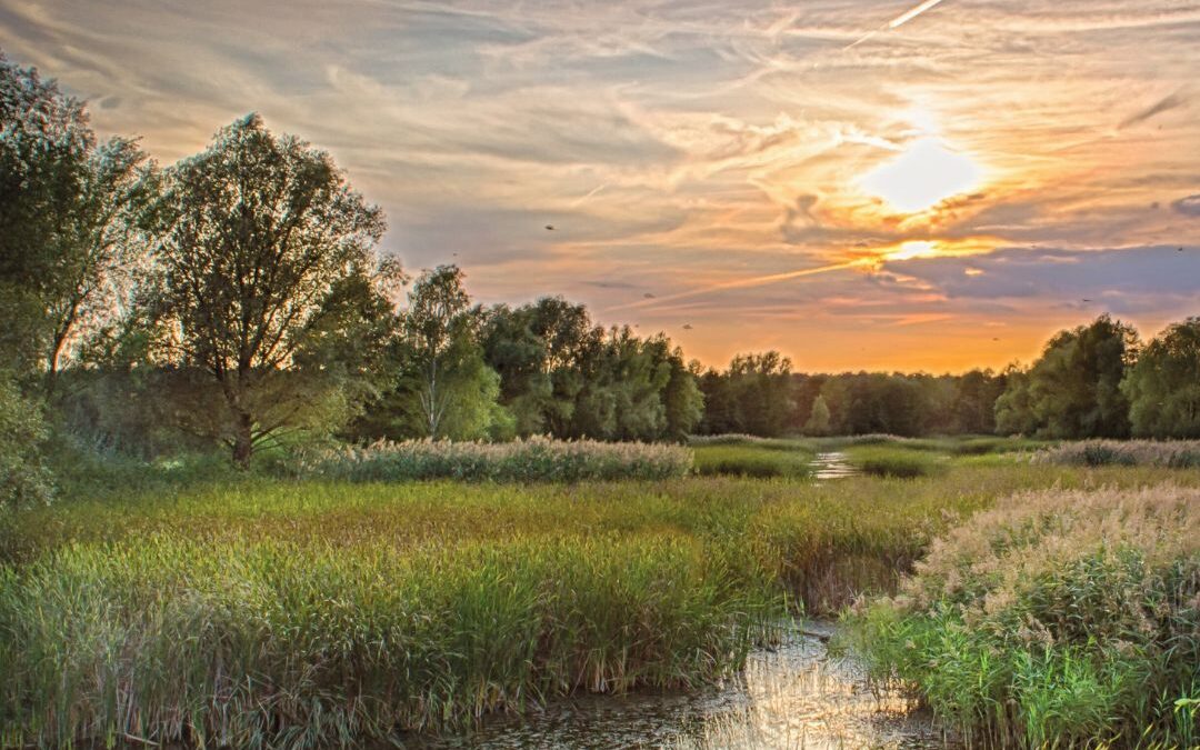 River through grasses