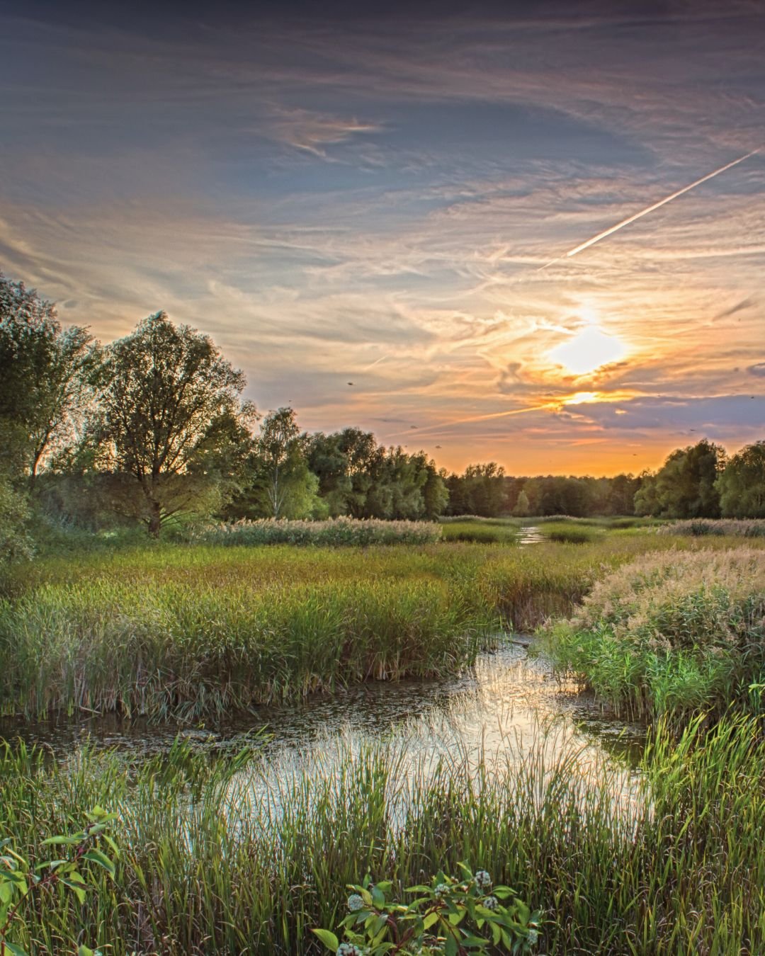 River through grasses