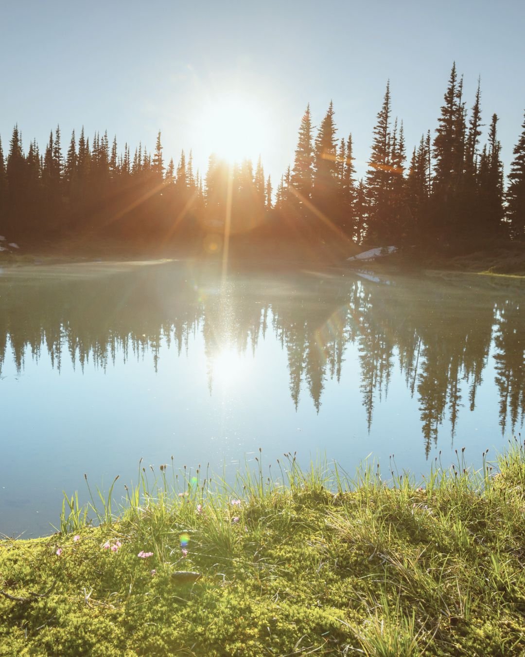 sun, trees and lake