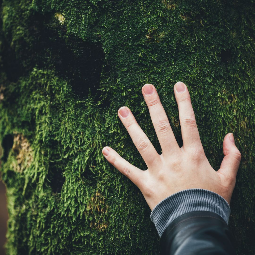 nature connection hand on moss