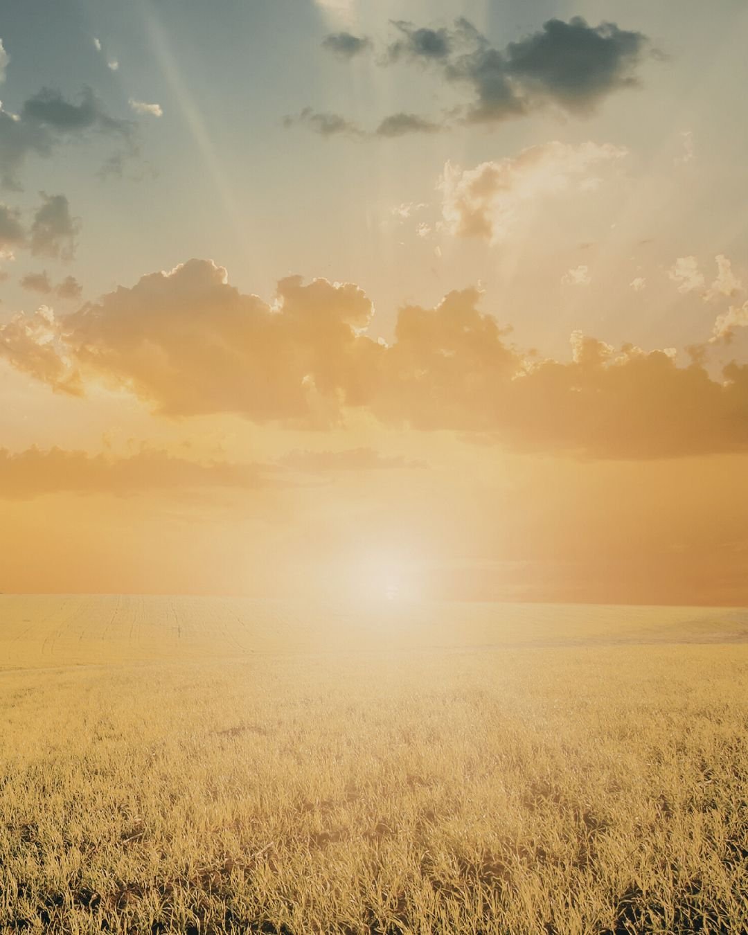 sunrise over field