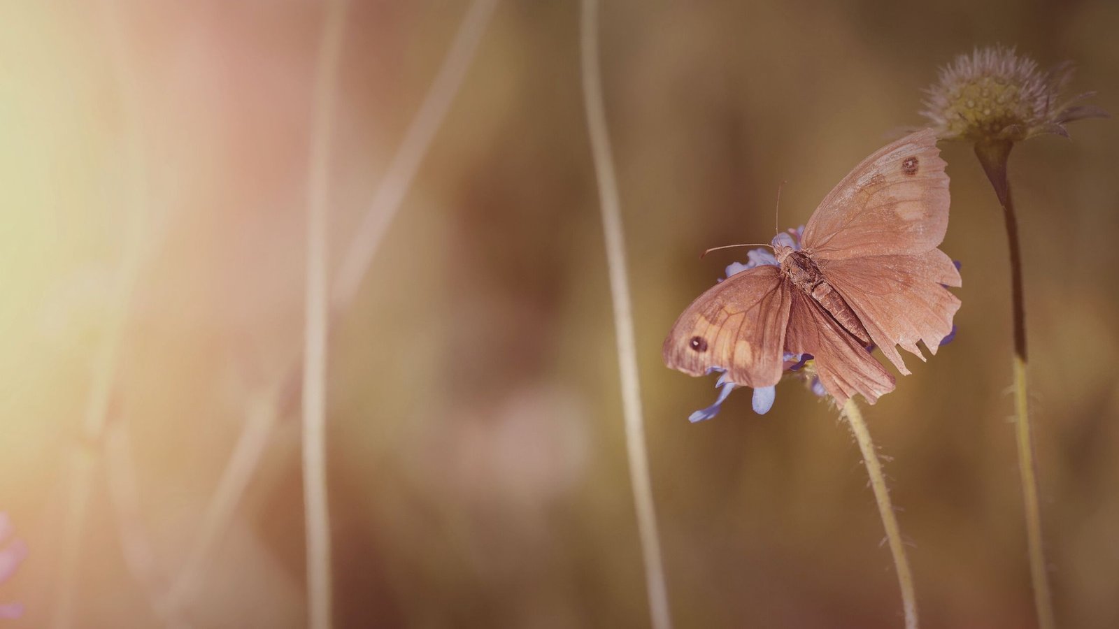 butterfly background