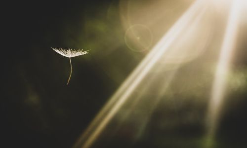 light stream and flower