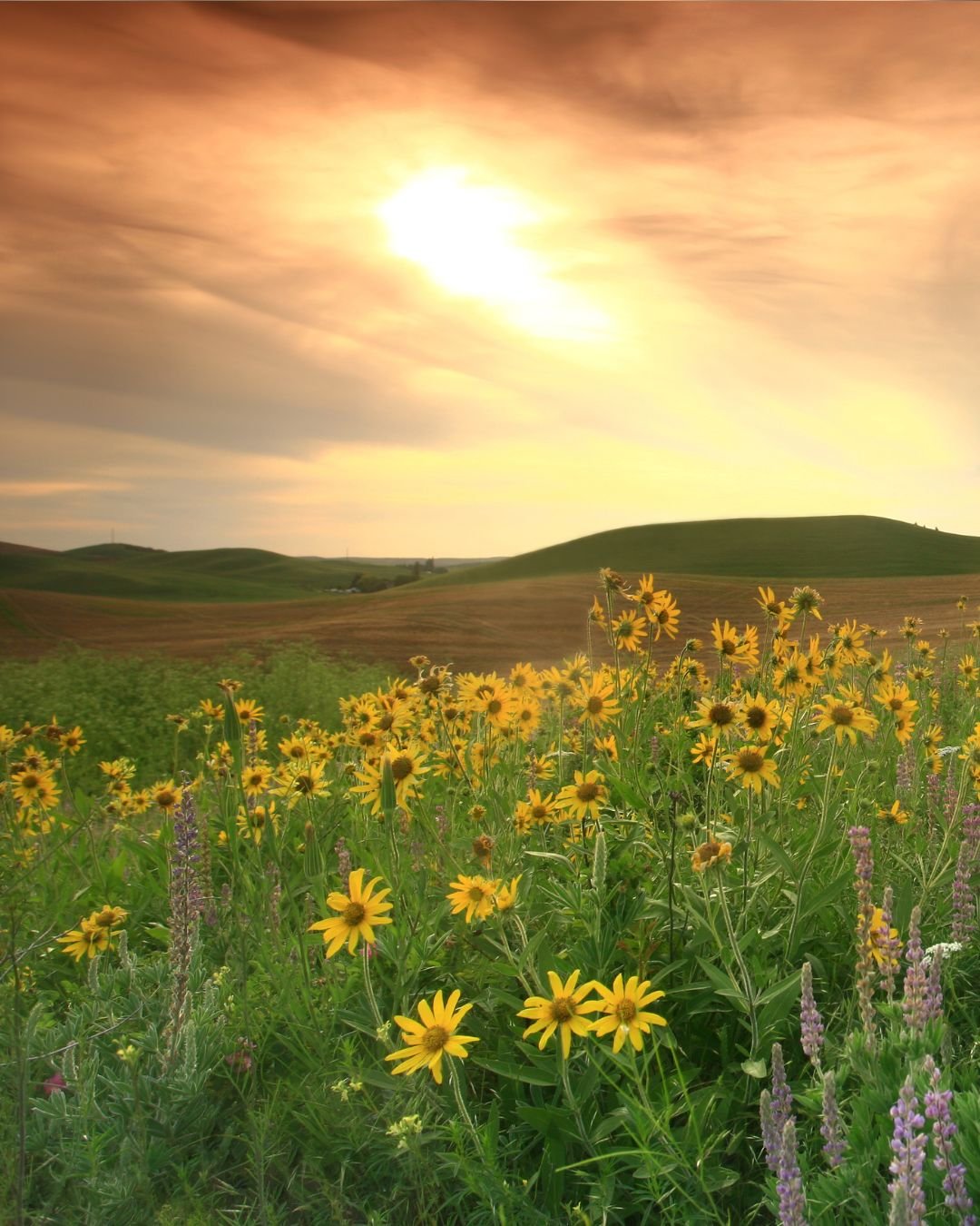 flower field