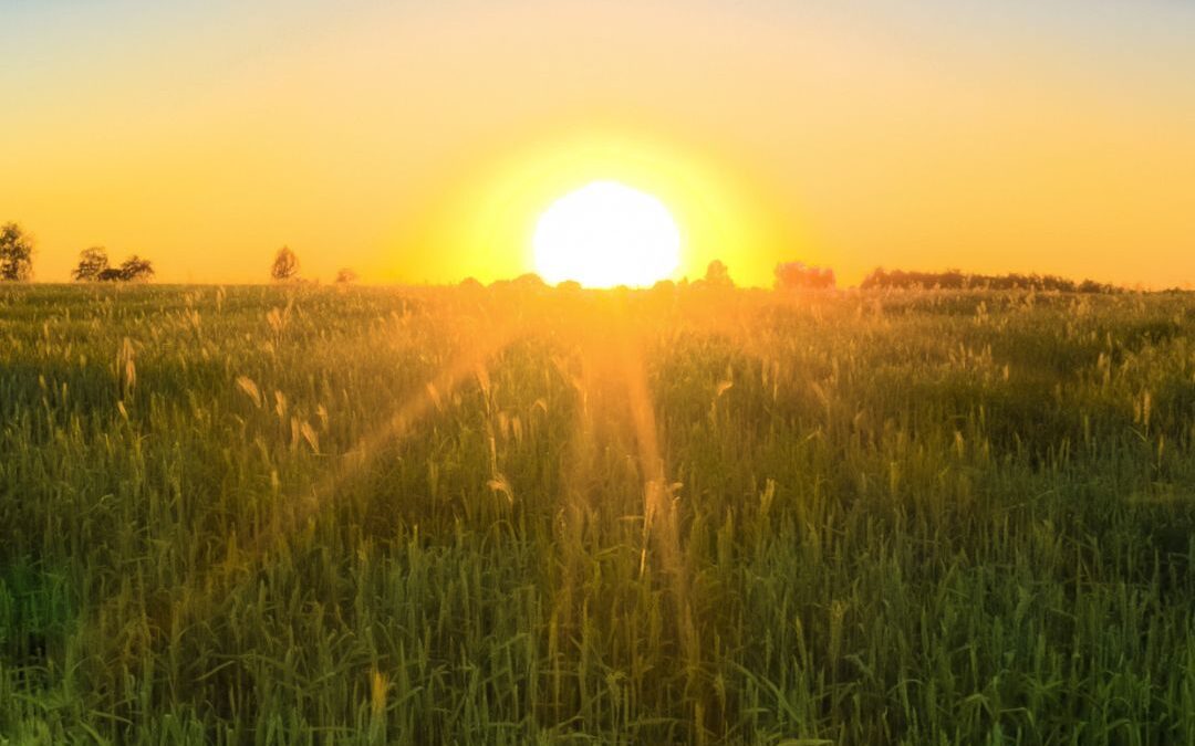 sunset over grasses