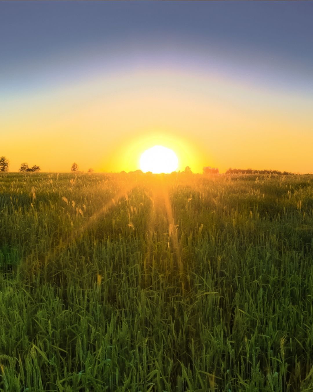 sunset over grasses