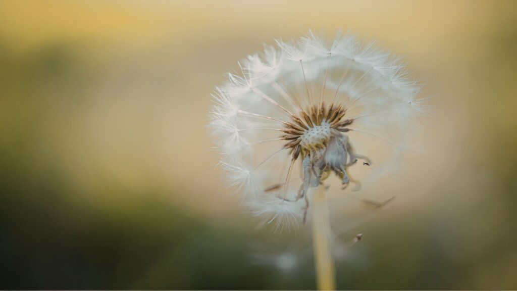 dandilion