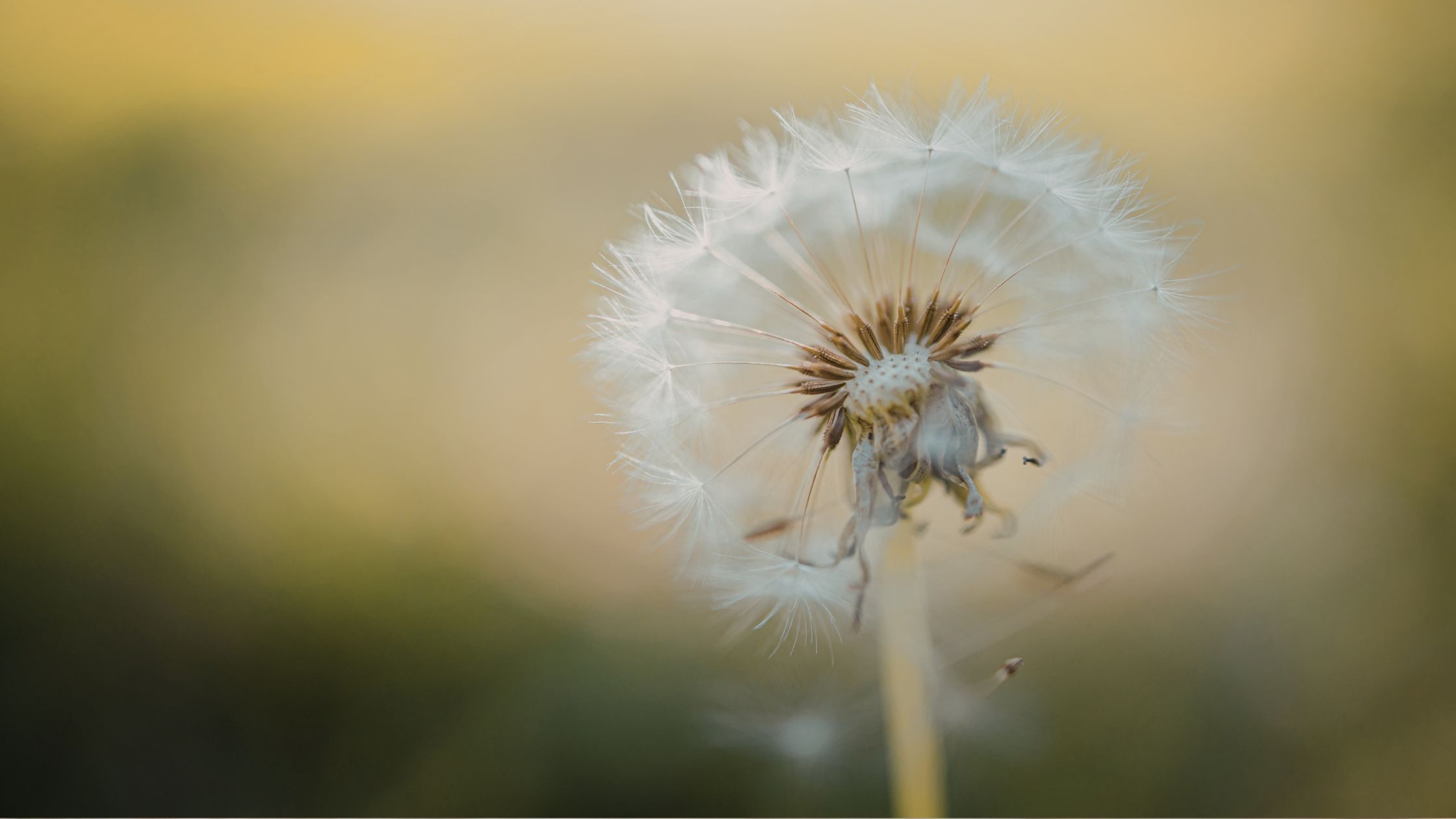 dandilion