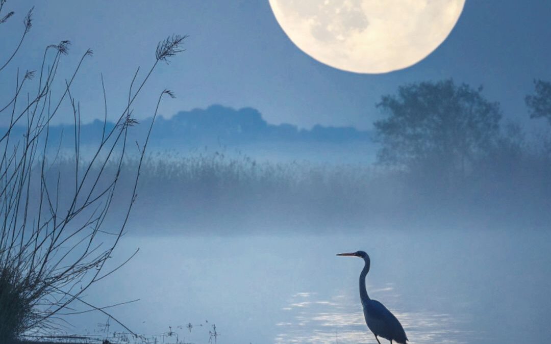 Full Moon and bird