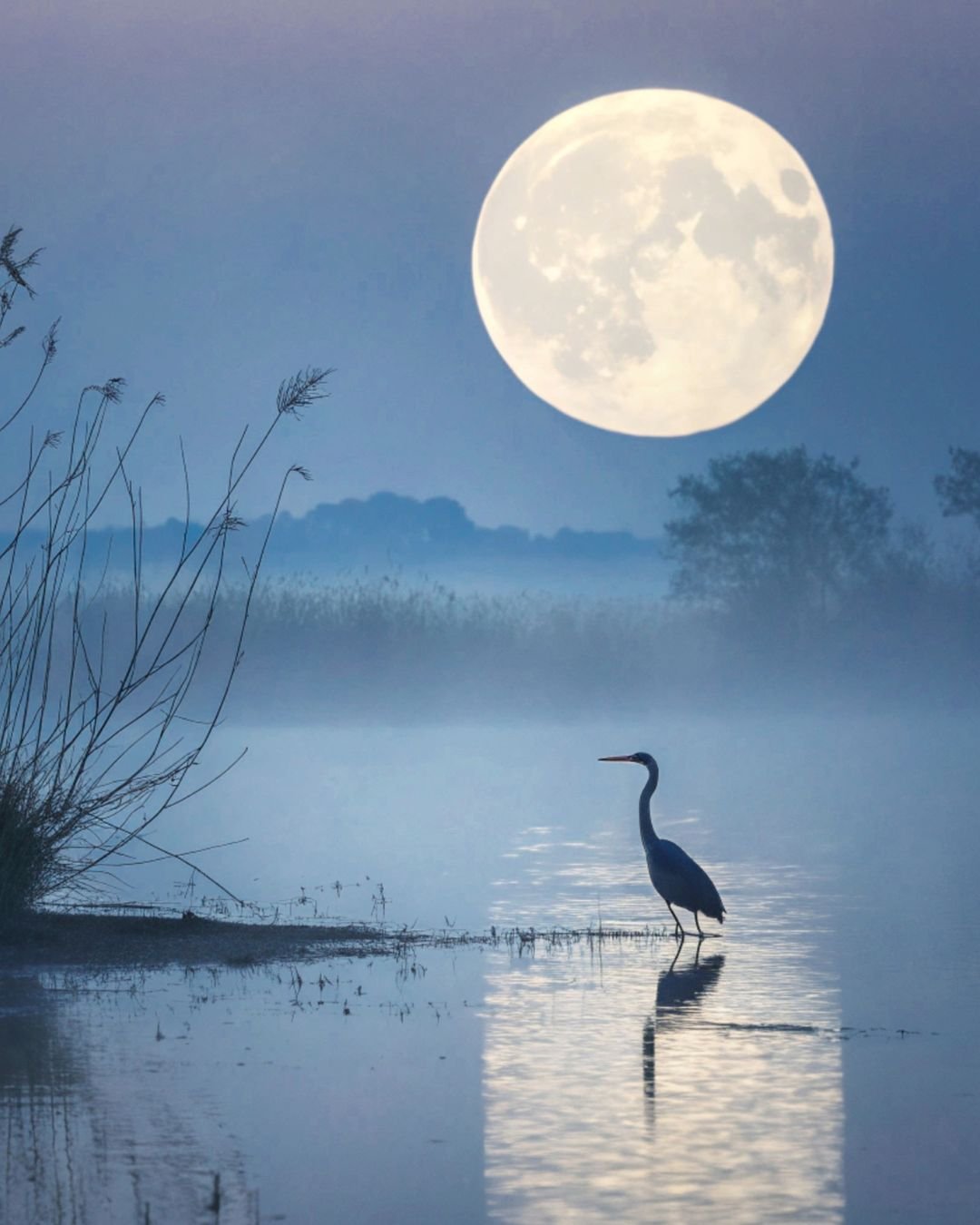 Full Moon and bird