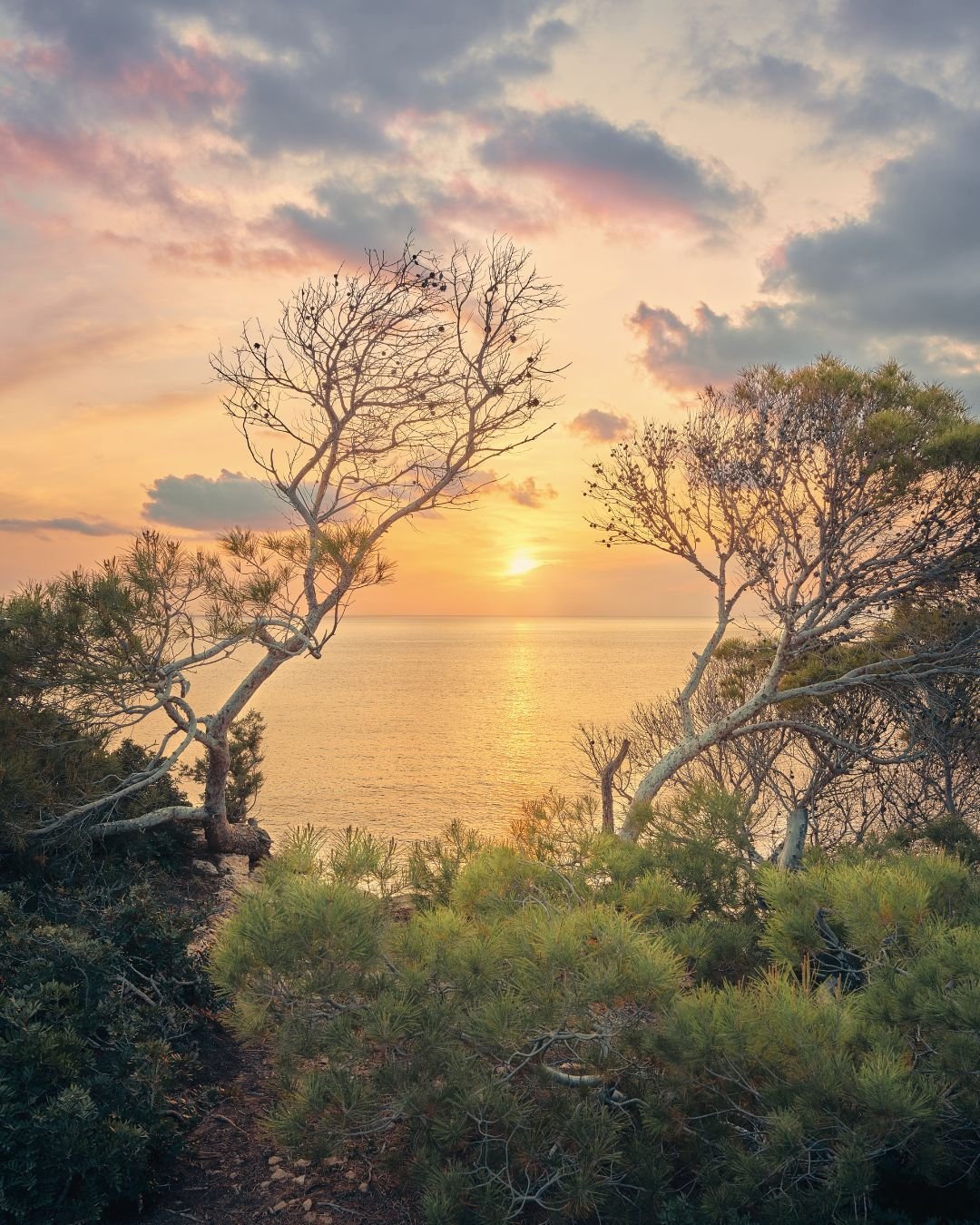 sun and water through trees
