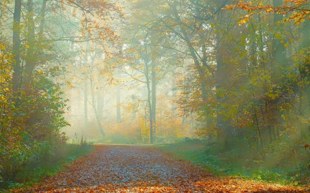 path through trees