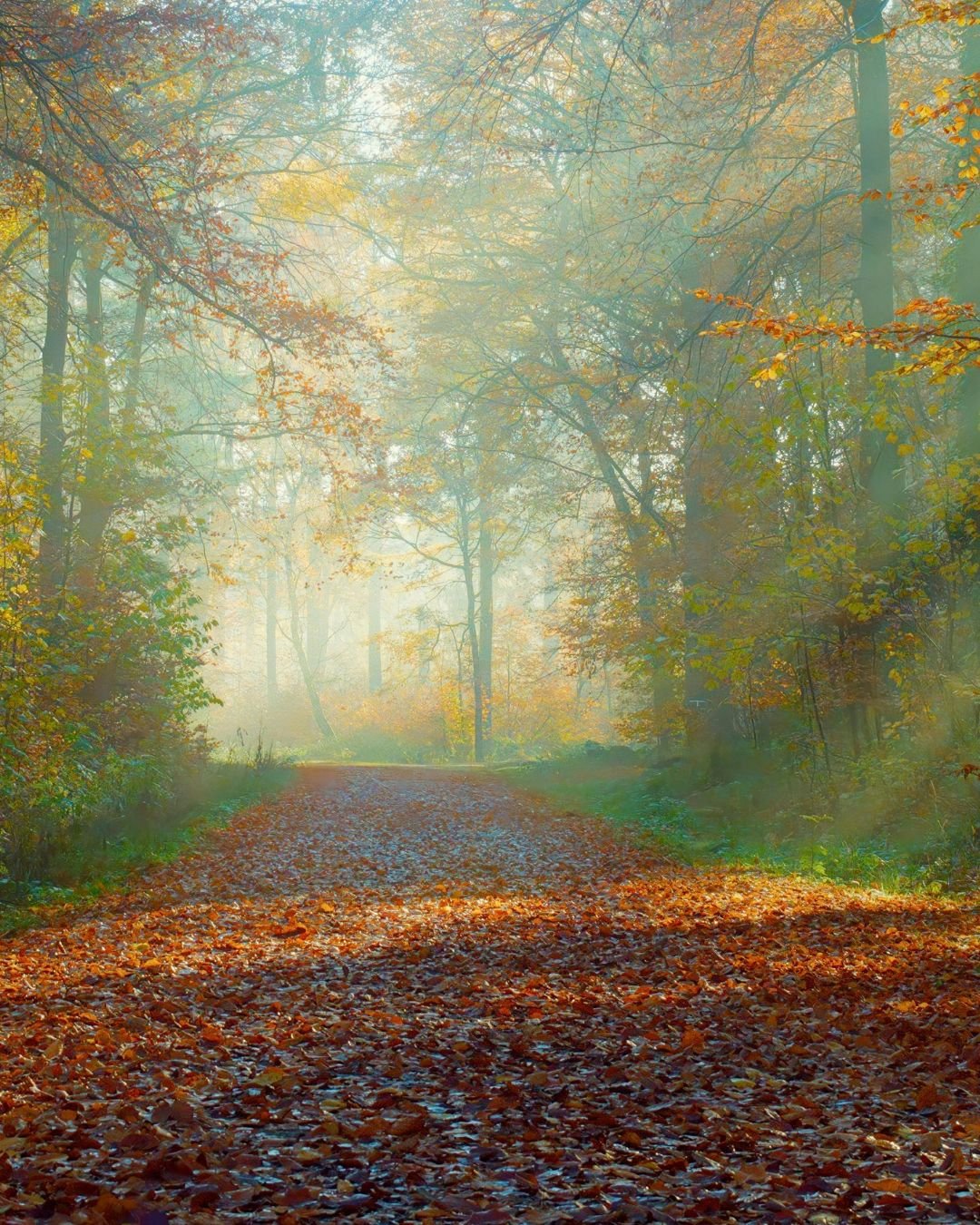 path through trees