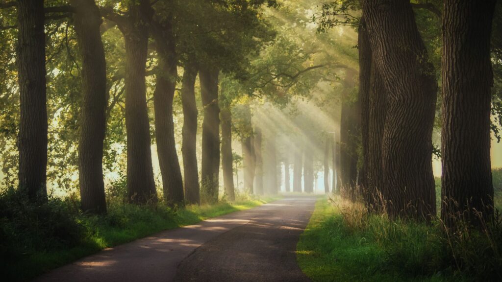 path through trees