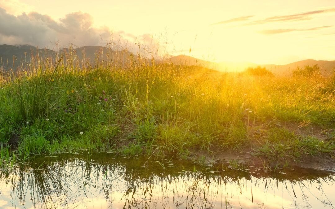 sun over stream and grass