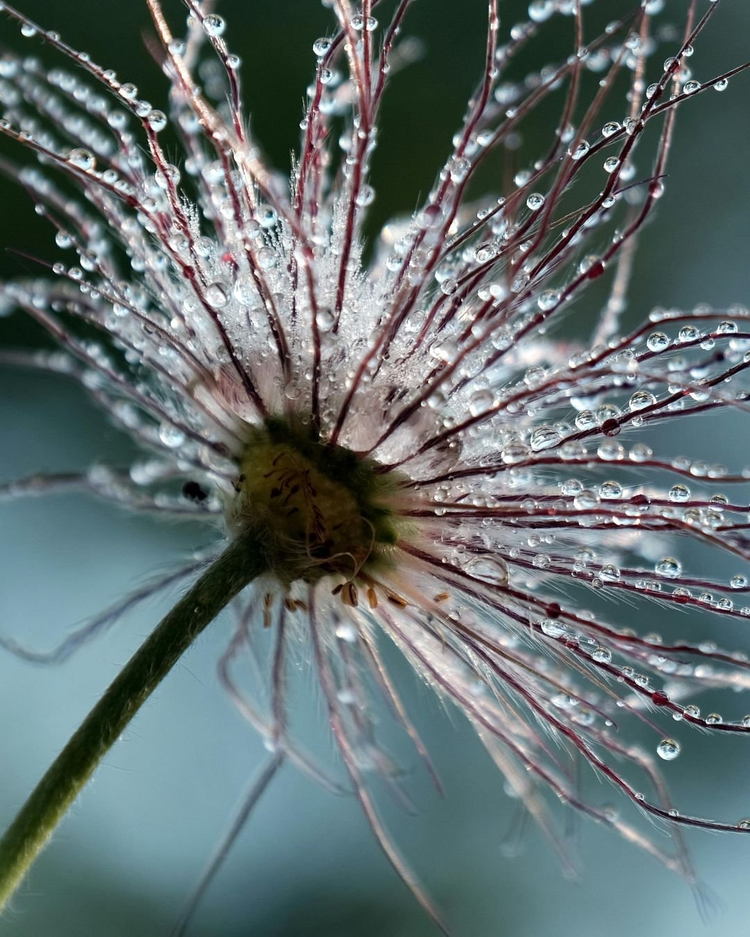 inner child dandilion with dew