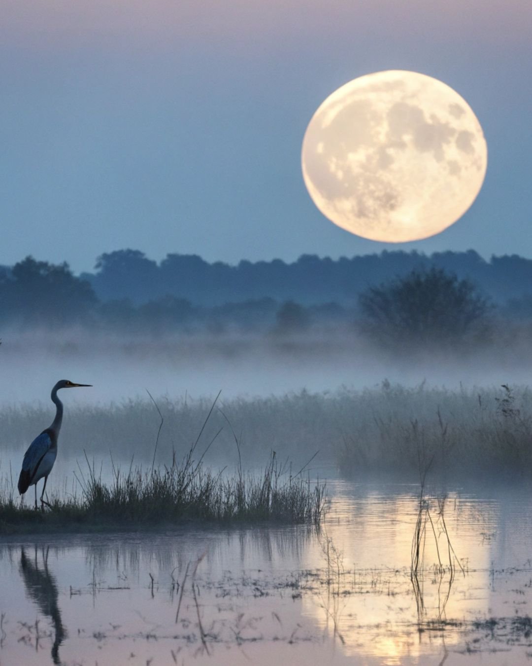 inner world crane and full moon
