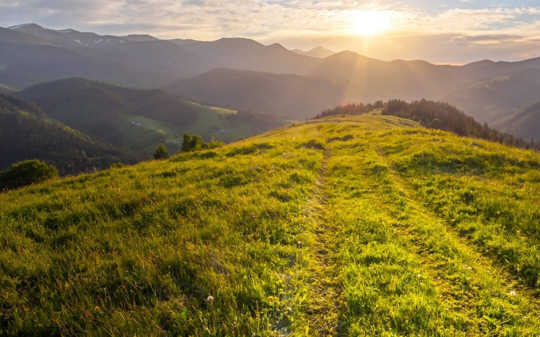 sun and grass path