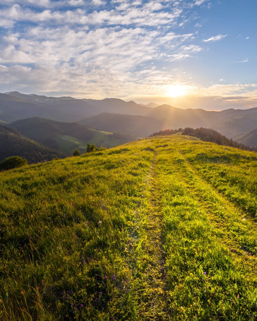 sun and grass path