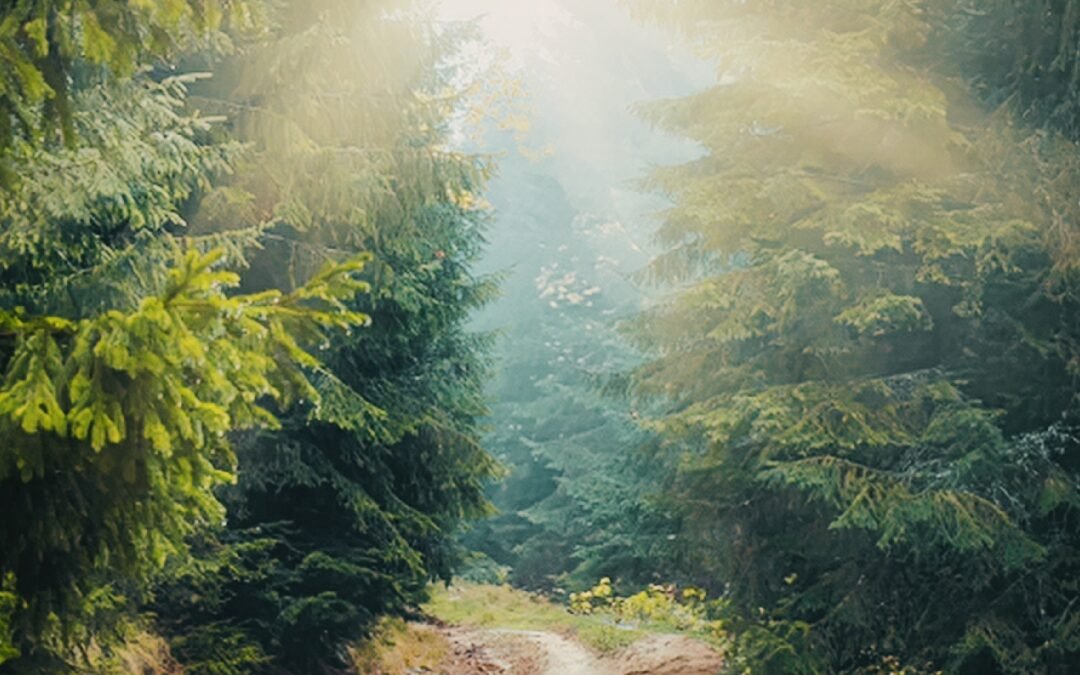 sun through trees and path