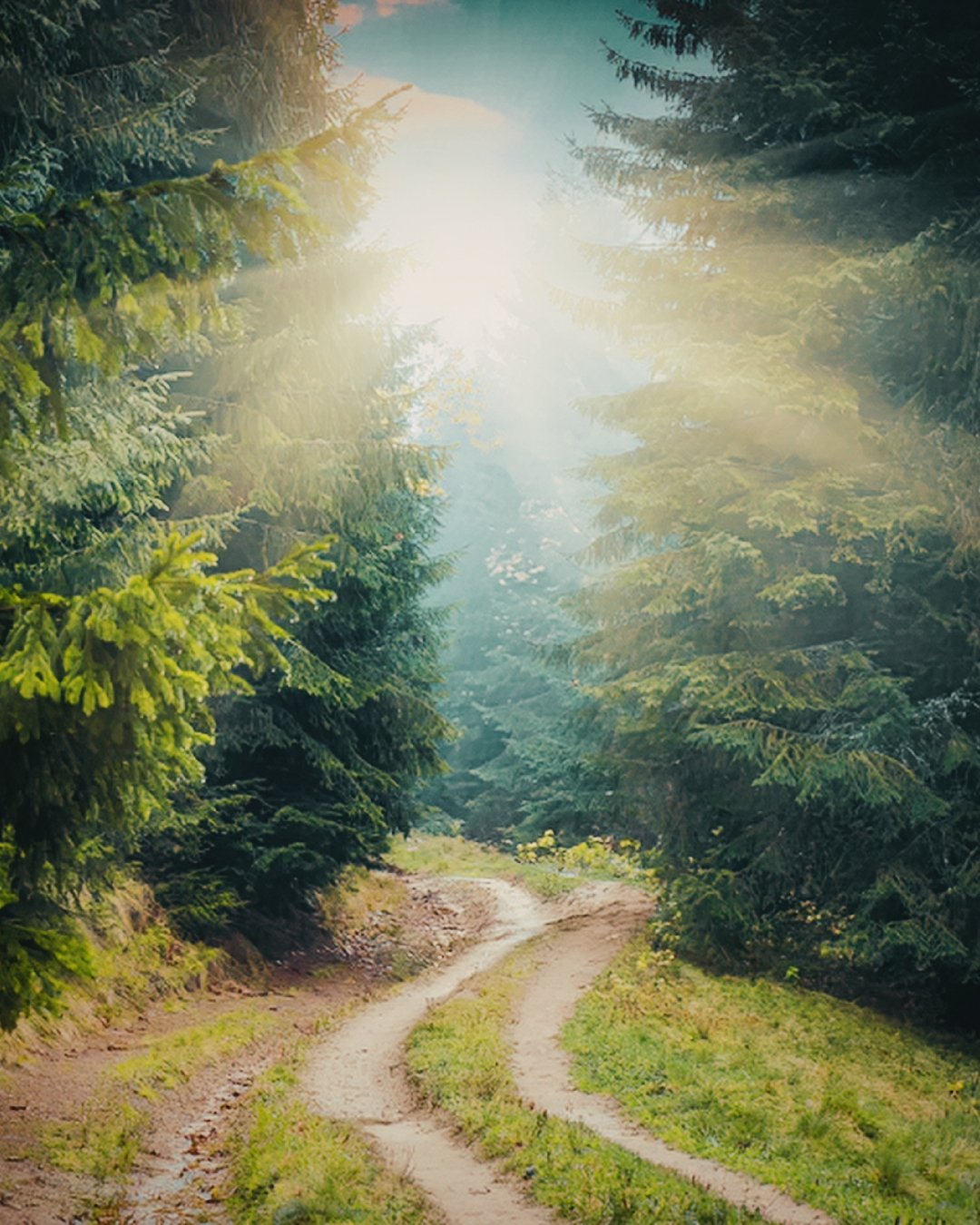 sun through trees and path