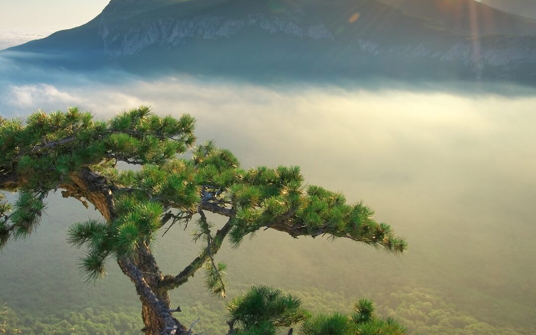 sun mountain and tree