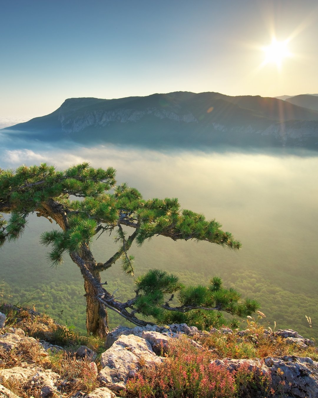 sun mountain and tree