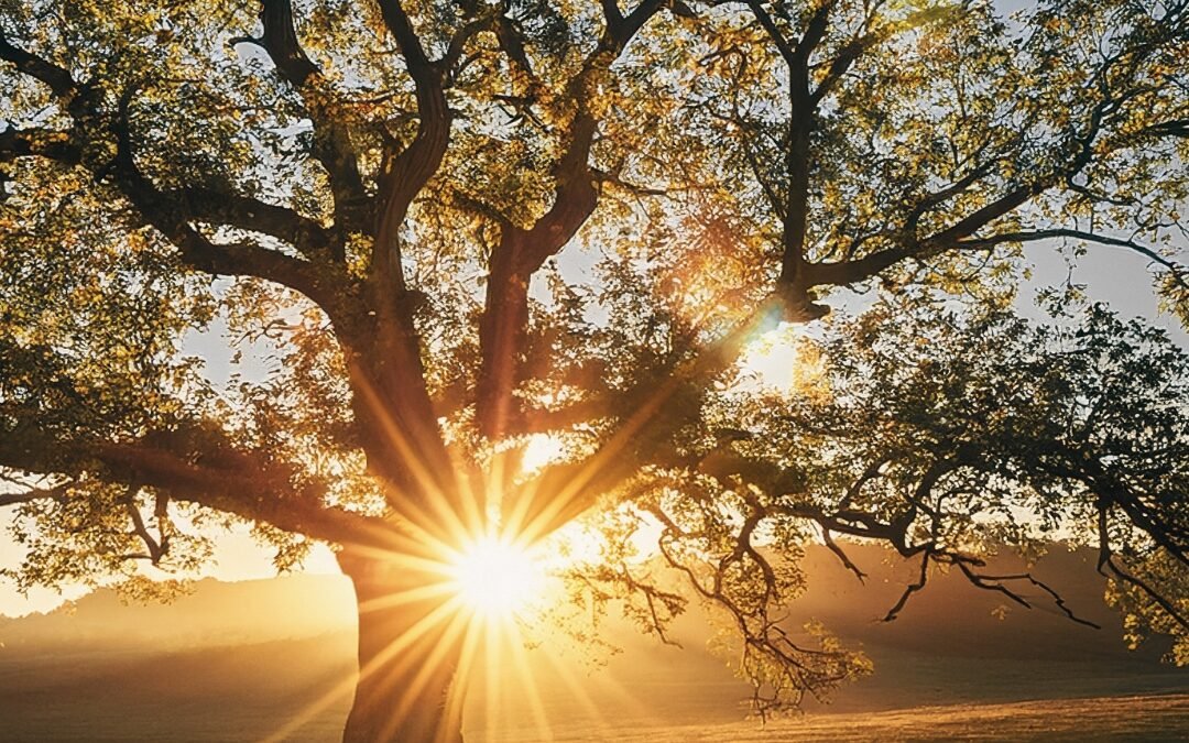 tree with sun