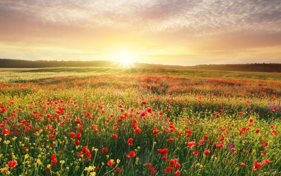sunset over field